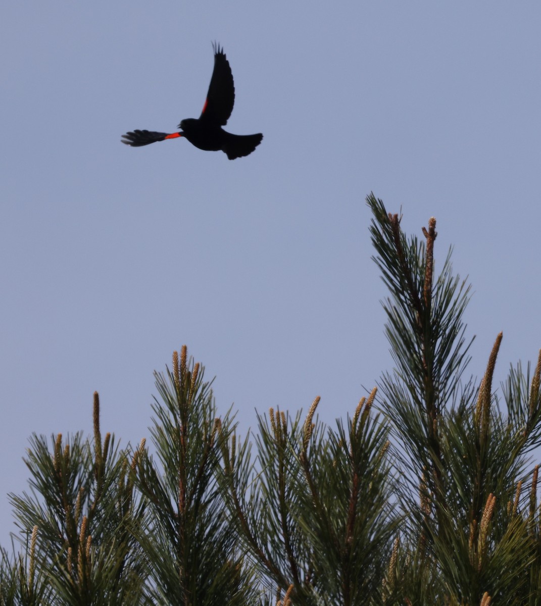 Red-winged Blackbird - ML616437335
