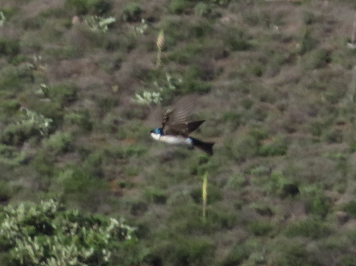 Golondrina Bicolor - ML616437346