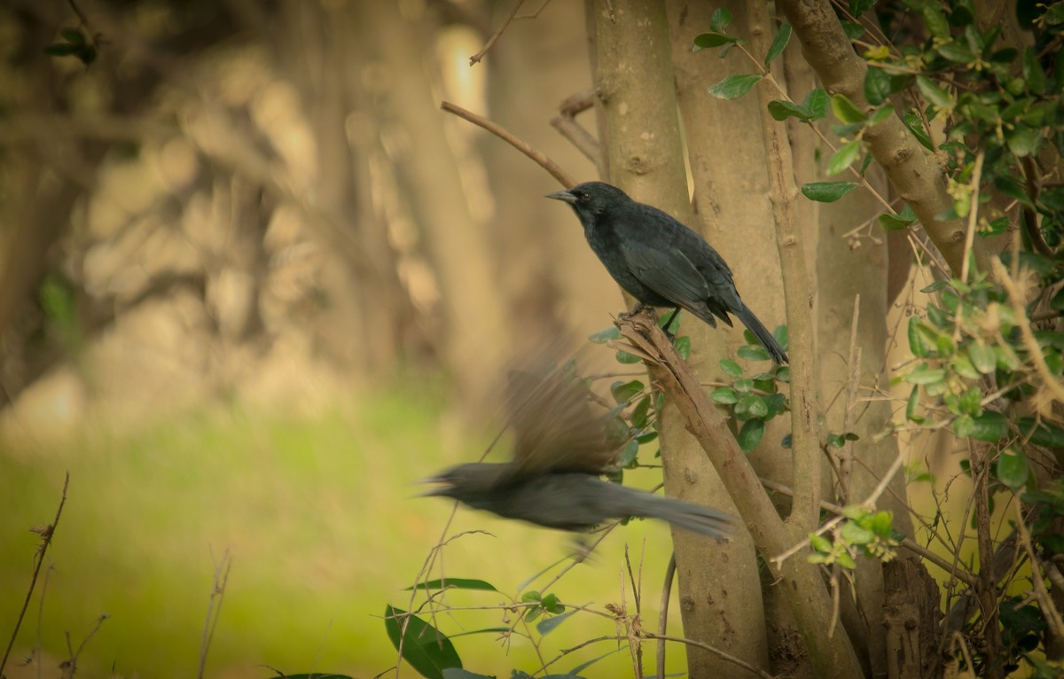 Austral Blackbird - ML616437360