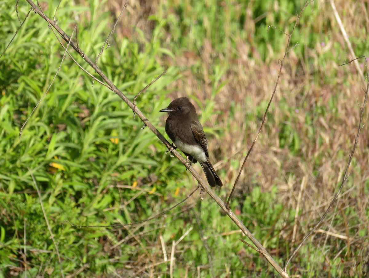 Black Phoebe - David Lauthen