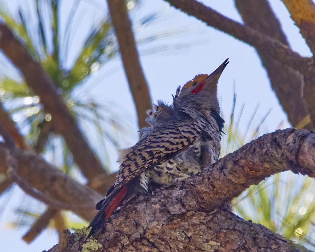 Northern Flicker - ML616437383