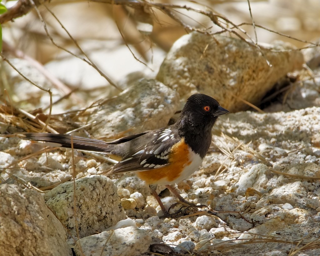 Spotted Towhee - ML616437396