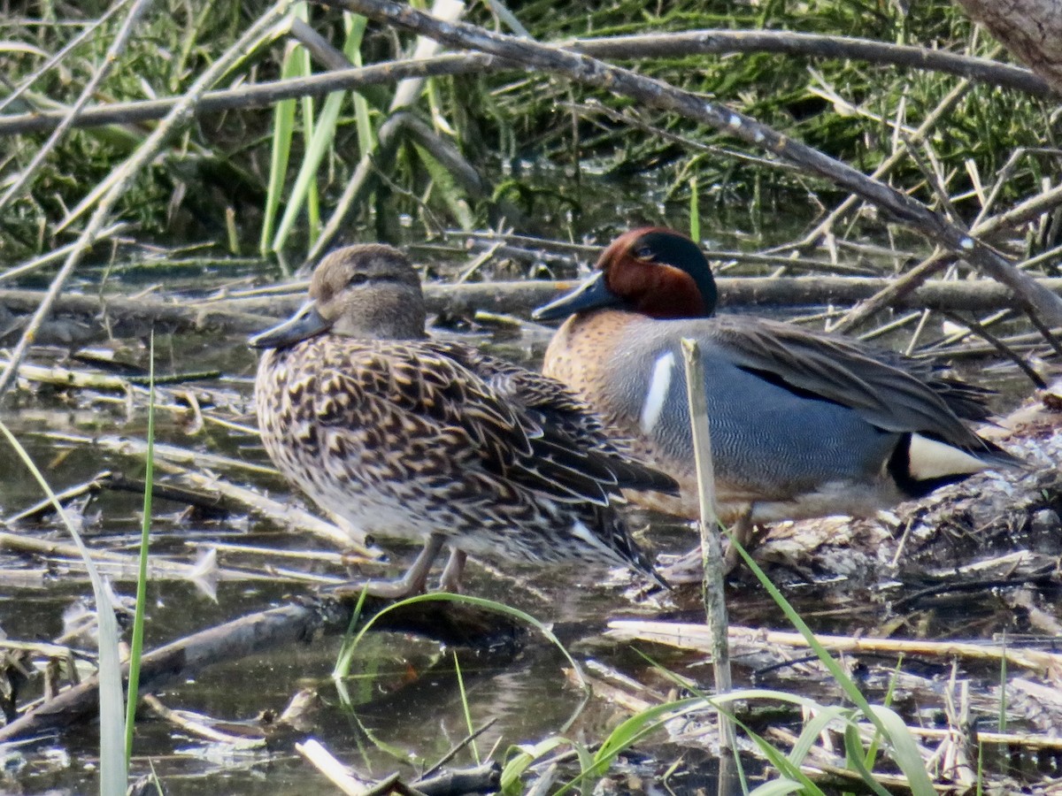 Green-winged Teal - ML616437399