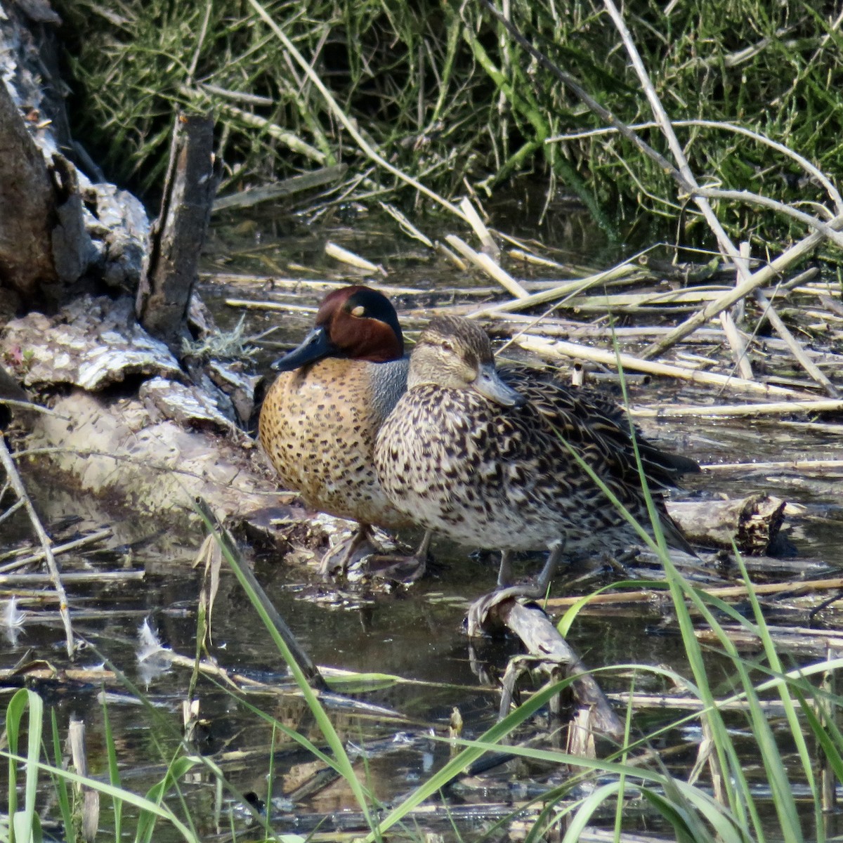 Green-winged Teal - ML616437401