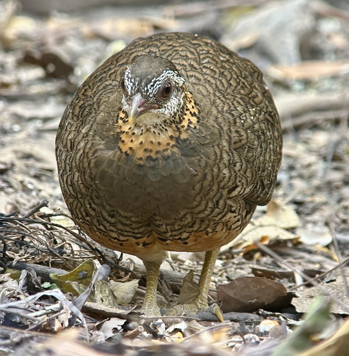 Scaly-breasted Partridge - ML616437449