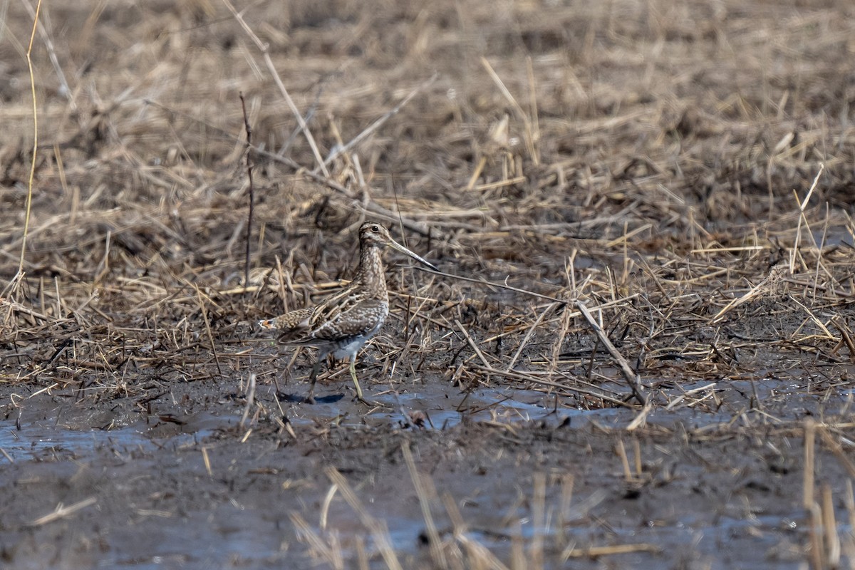 Wilson's Snipe - ML616437468