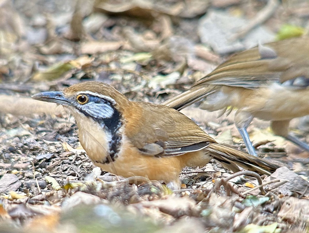 Greater Necklaced Laughingthrush - ML616437480