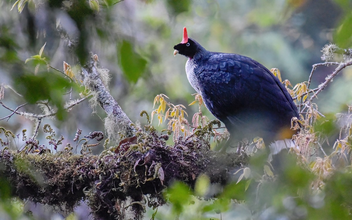 Horned Guan - ML616437493