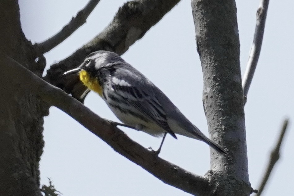 Yellow-throated Warbler - Delaney Weber