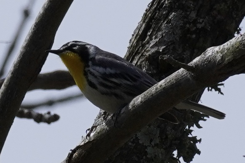 Yellow-throated Warbler - Delaney Weber