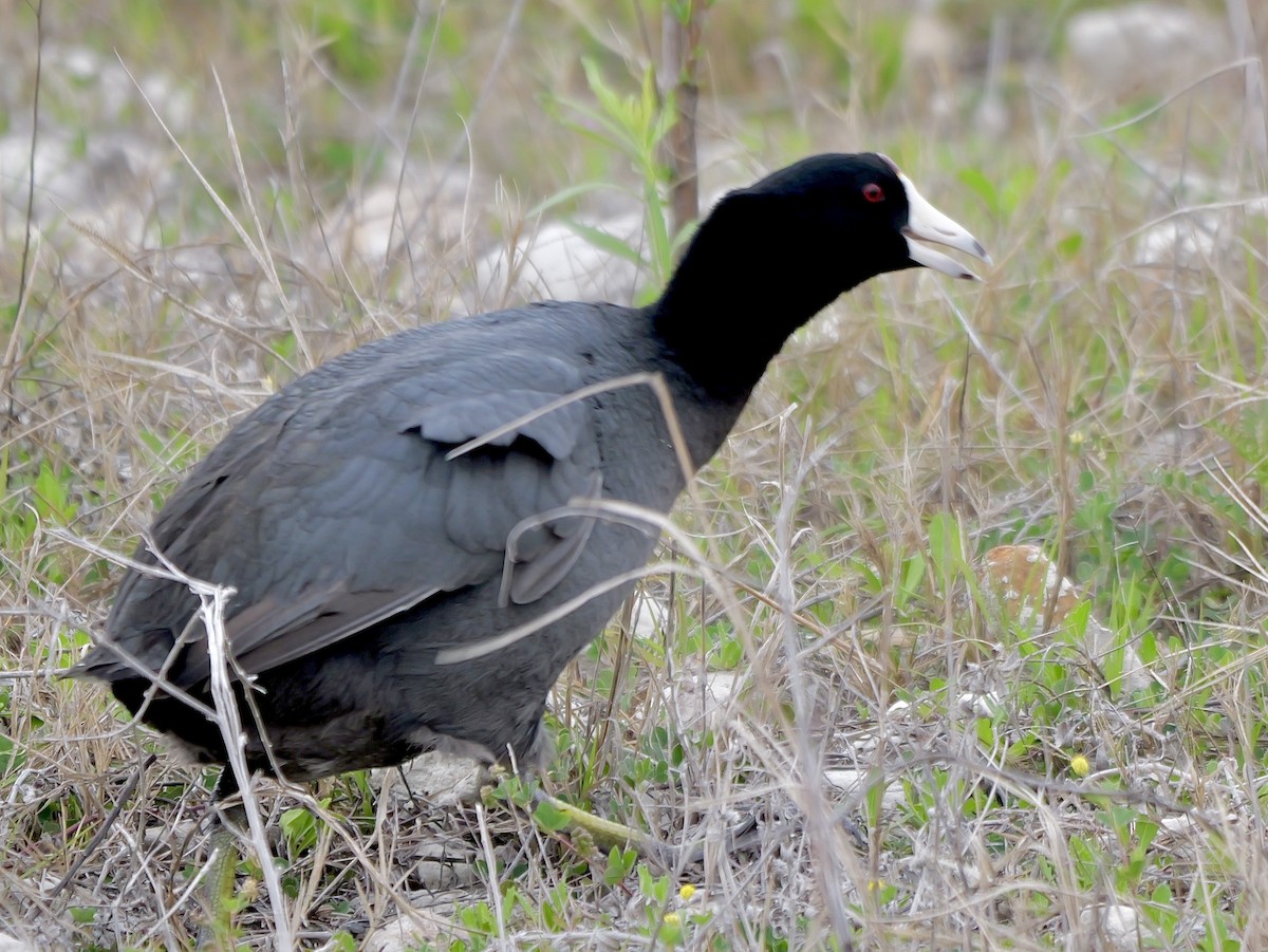 American Coot - Jeff Osborne