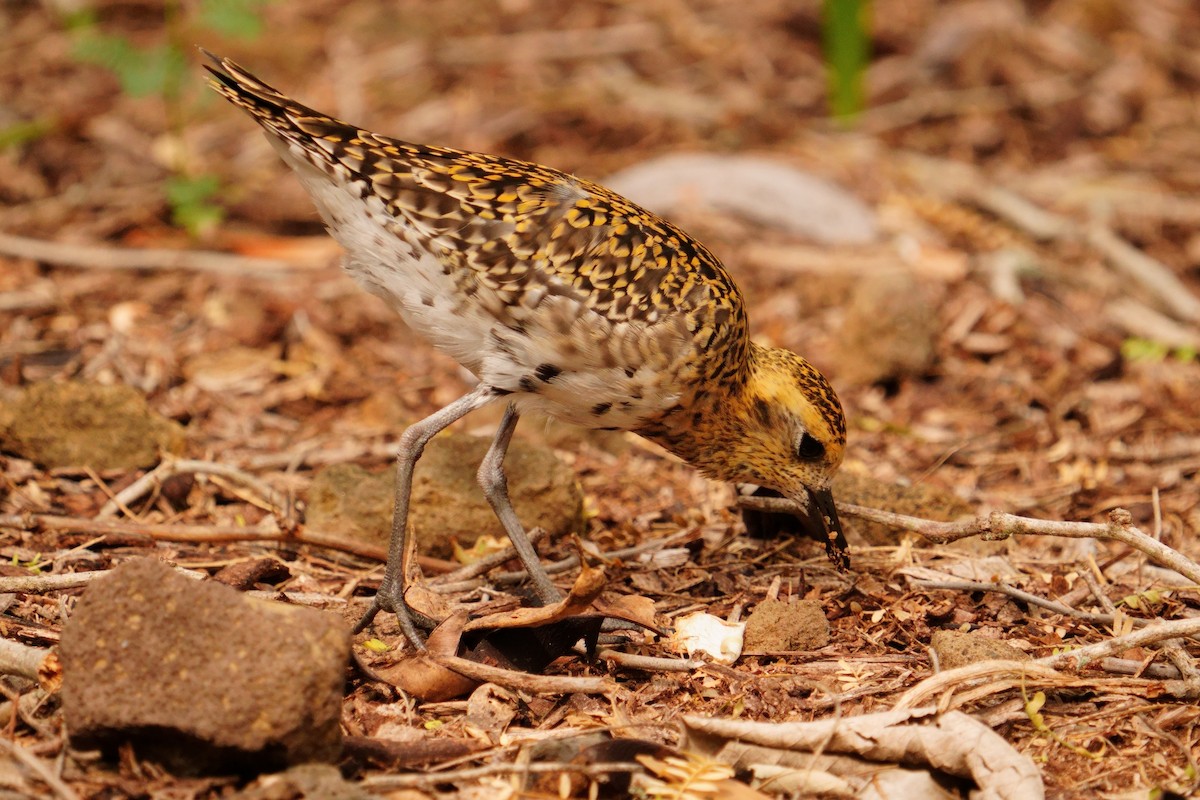 Chorlito Dorado Siberiano - ML616437539