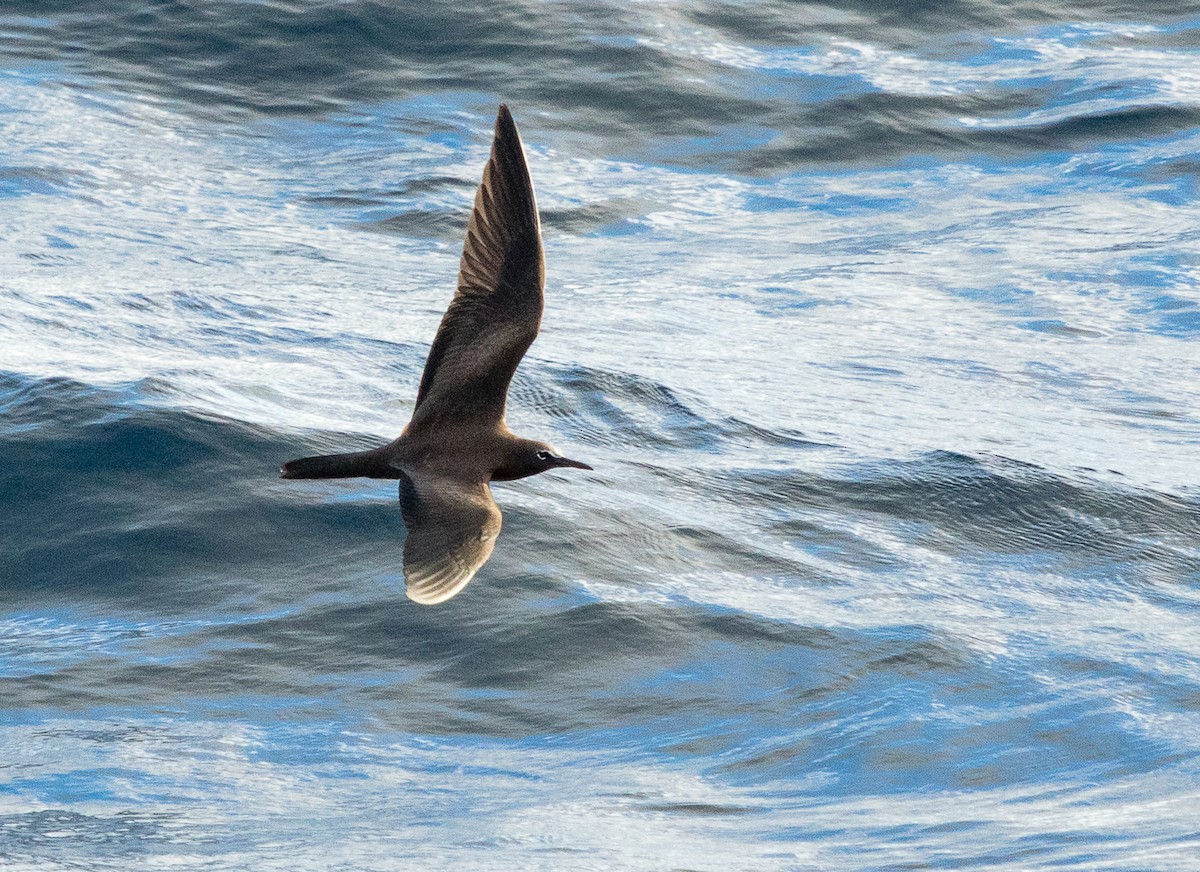 Brown Noddy - ML616437553