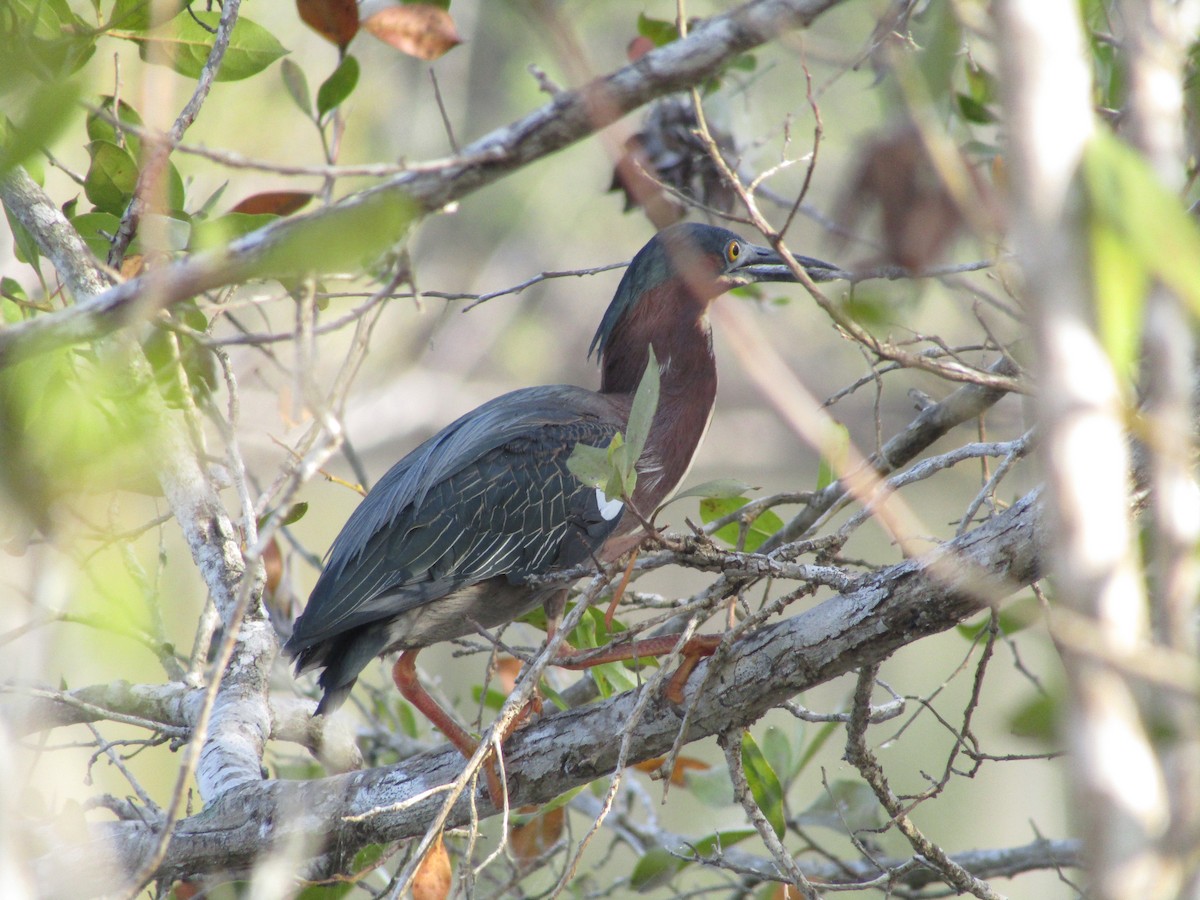 Green Heron - ML616437566