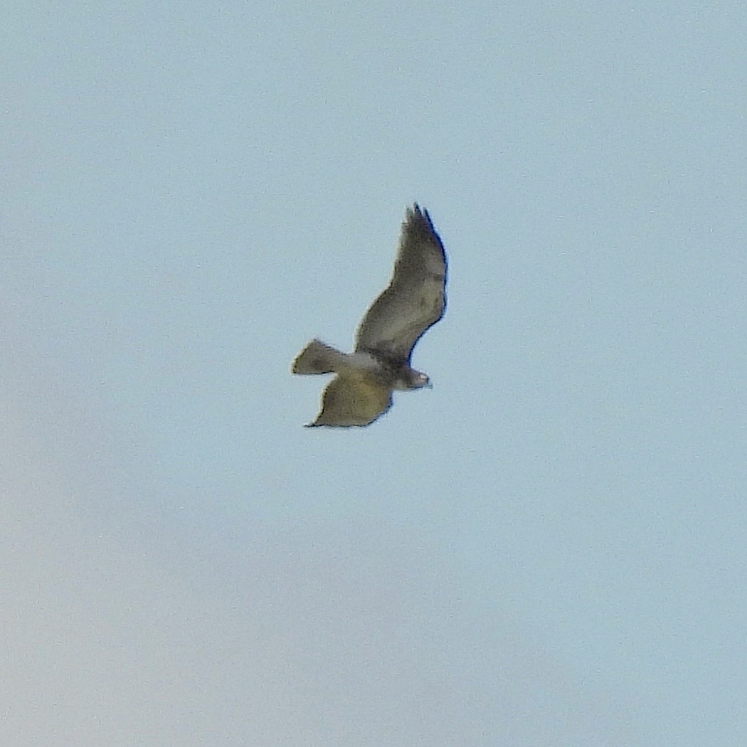 White-tailed Hawk - ML616437572