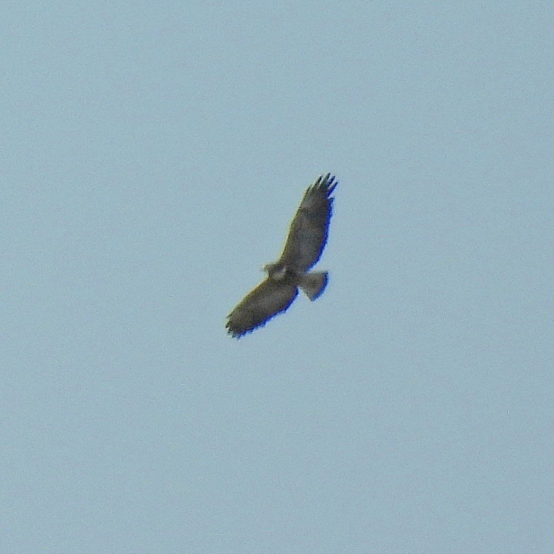 White-tailed Hawk - ML616437573