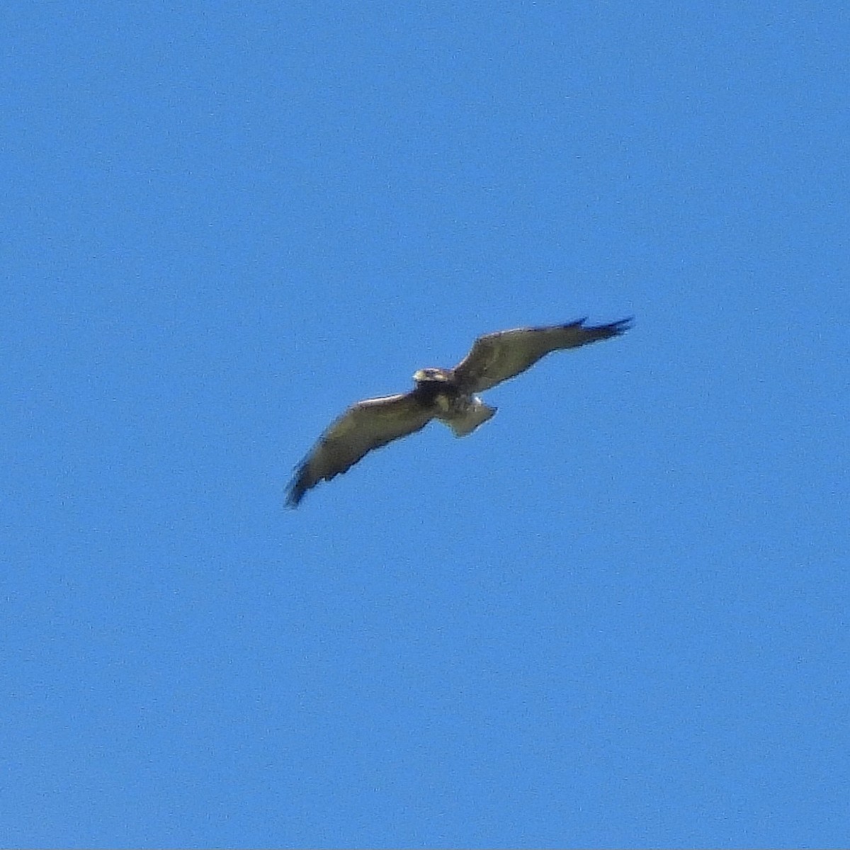 White-tailed Hawk - ML616437574