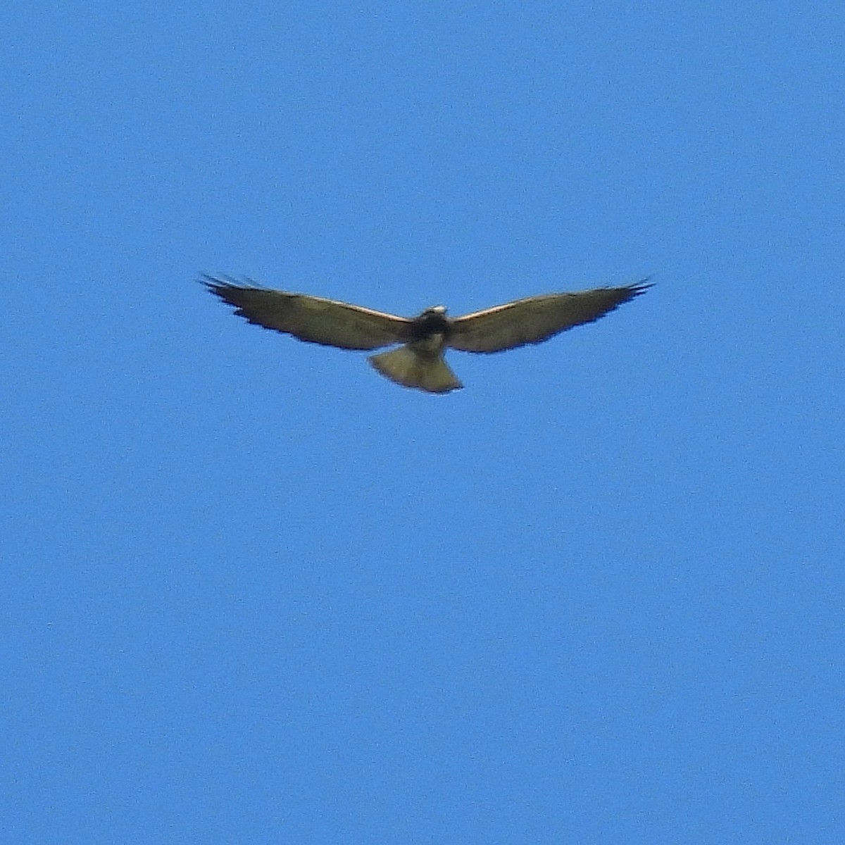 White-tailed Hawk - ML616437575