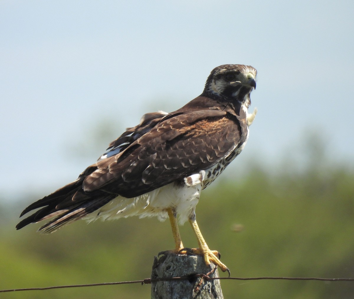 Weißschwanzbussard - ML616437578