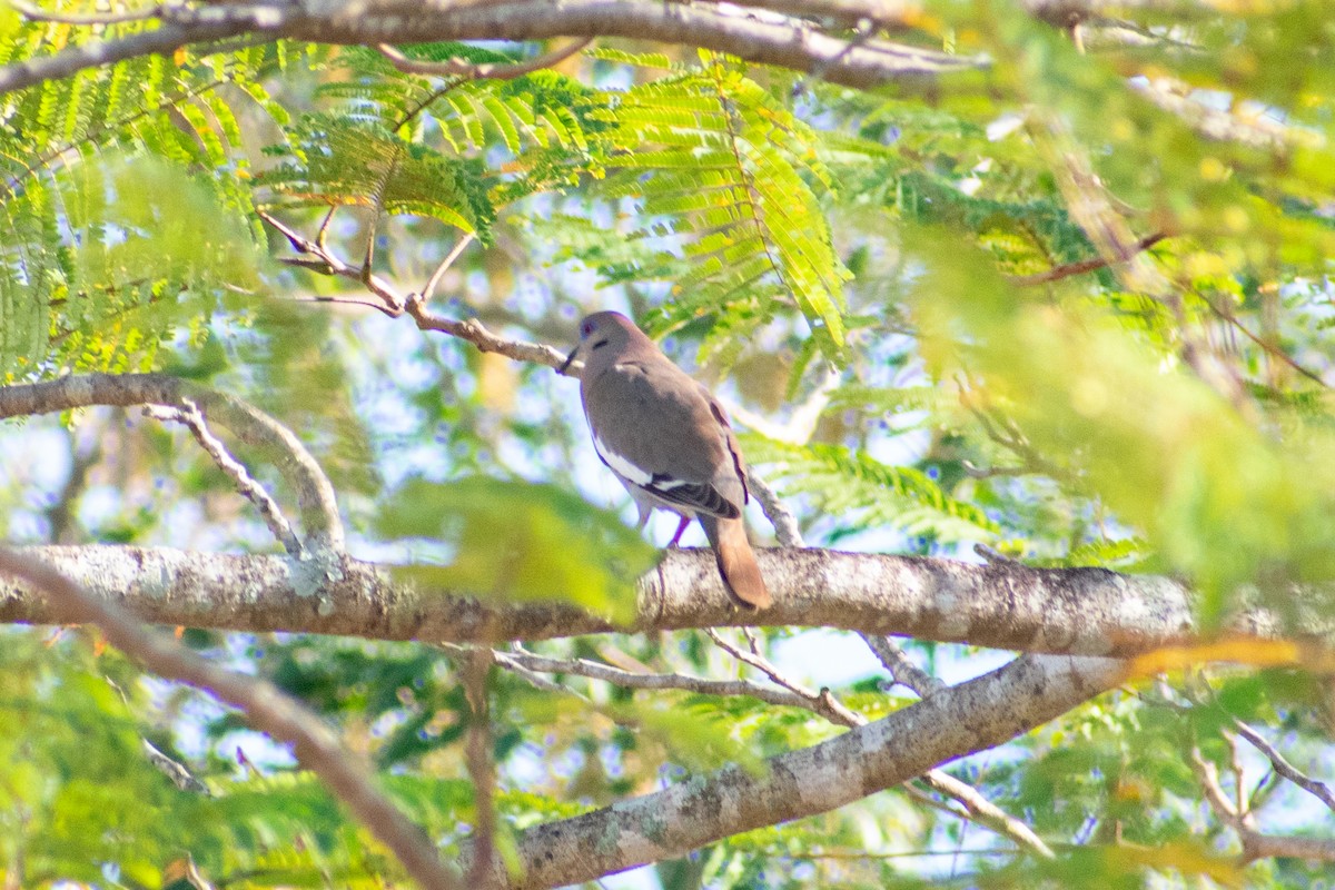 White-winged Dove - ML616437592