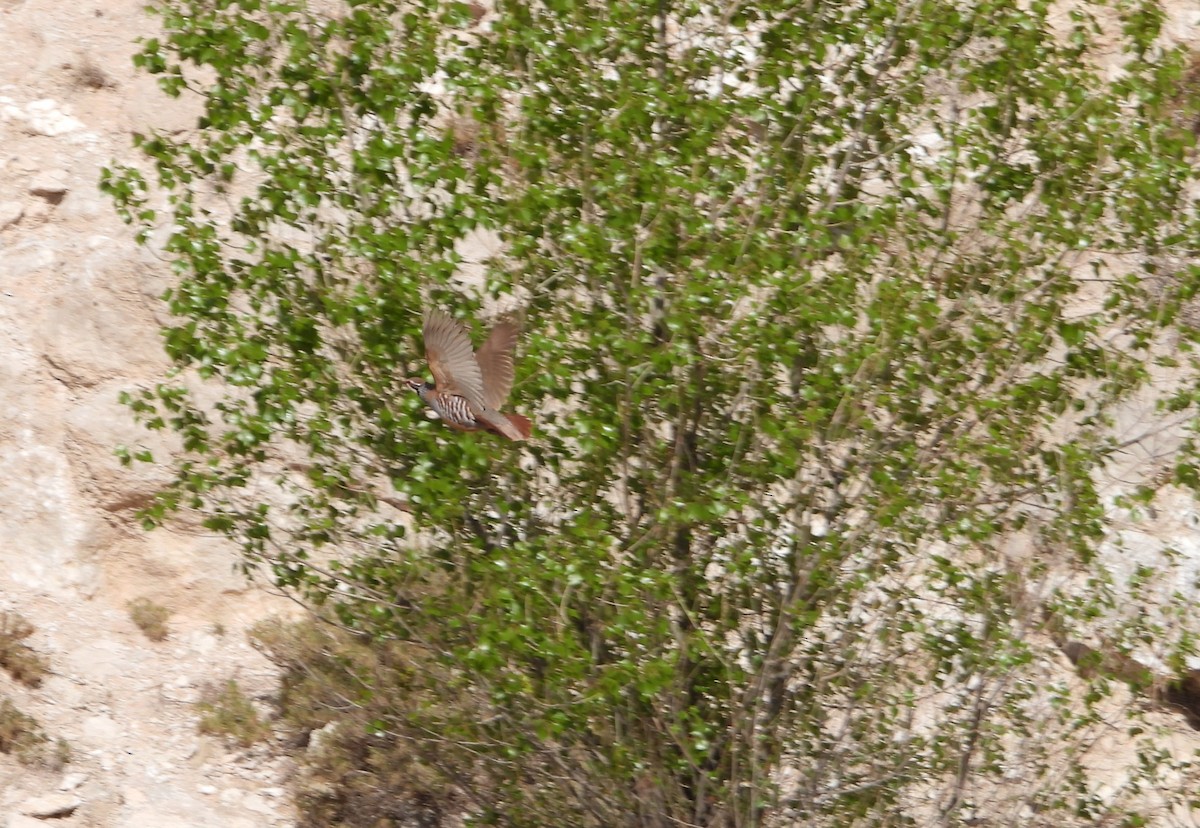 Red-legged Partridge - ML616437659