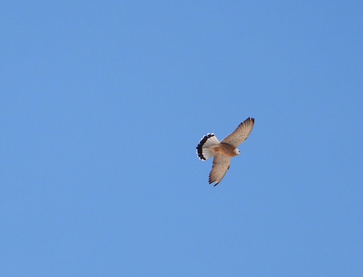 Lesser Kestrel - ML616437696