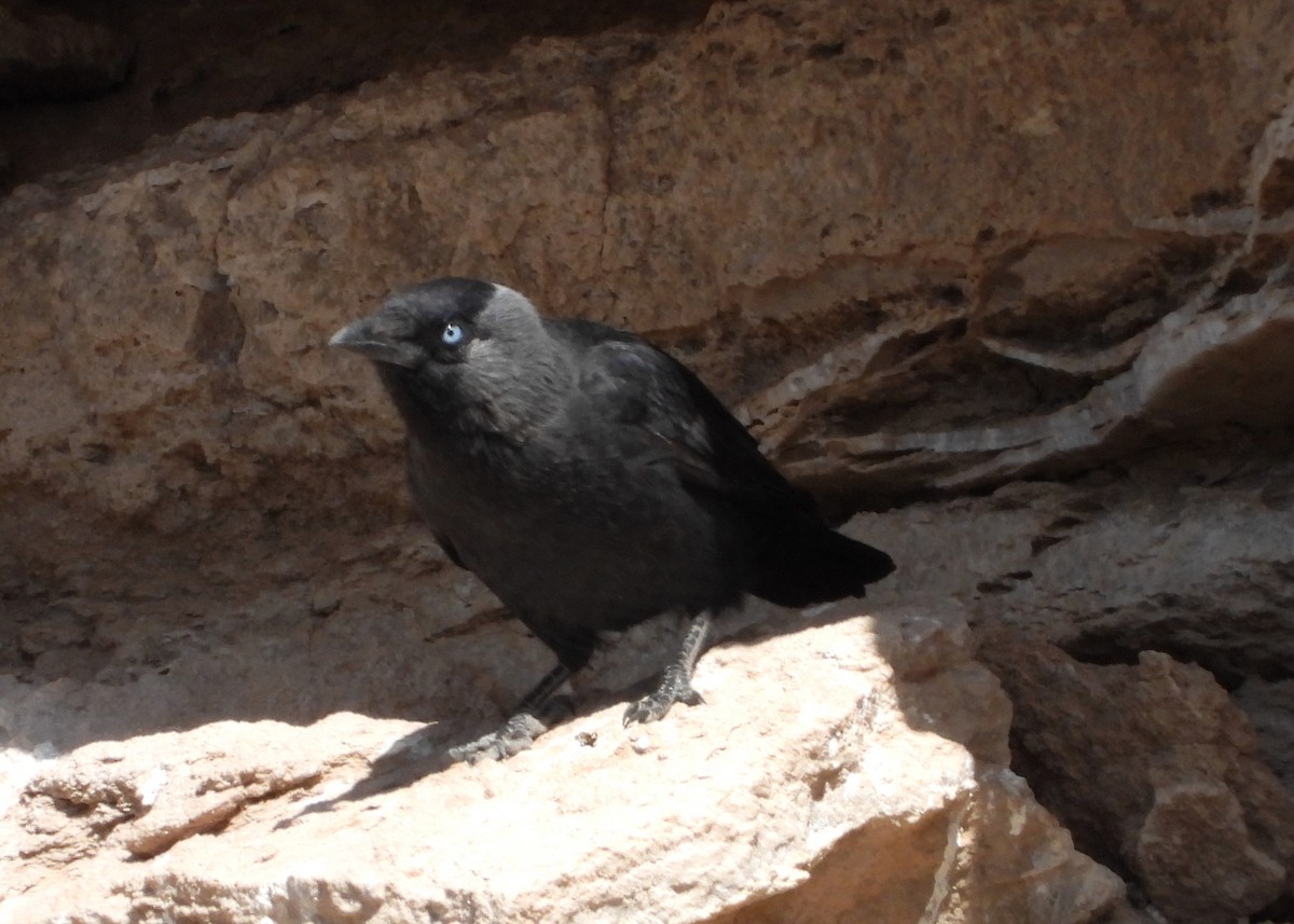 Eurasian Jackdaw - ML616437706