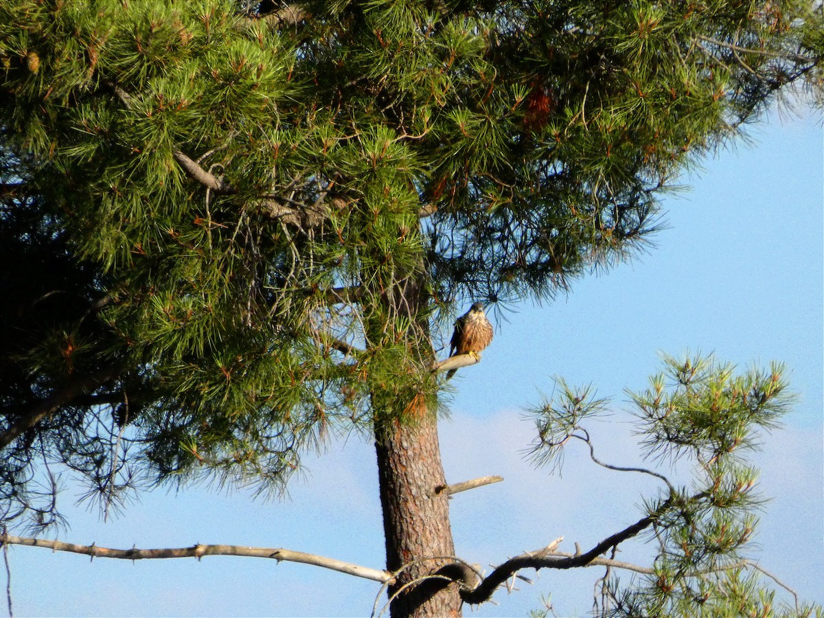 Eleonora's Falcon - ML616437728