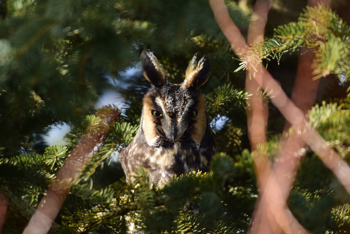 Long-eared Owl - ML616437729