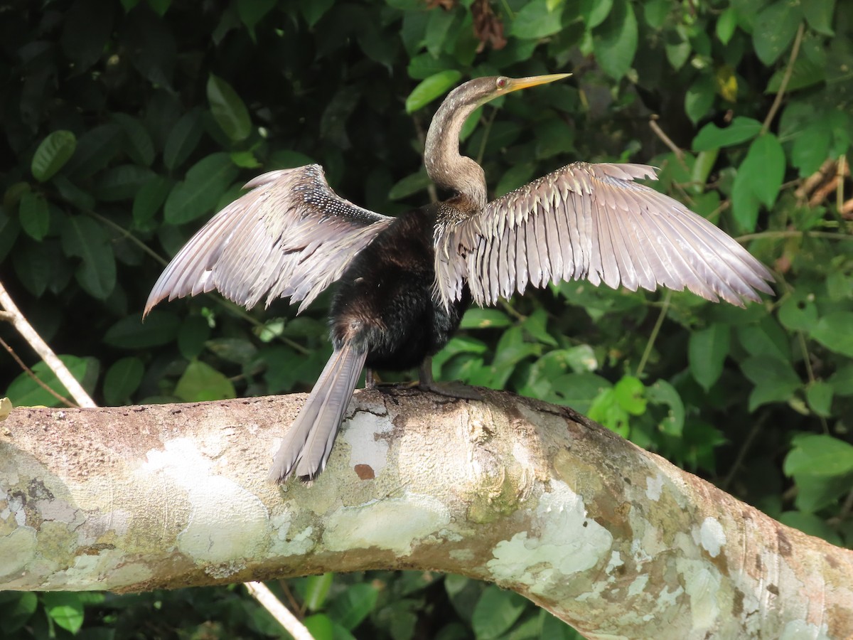 Anhinga d'Amérique - ML616437735