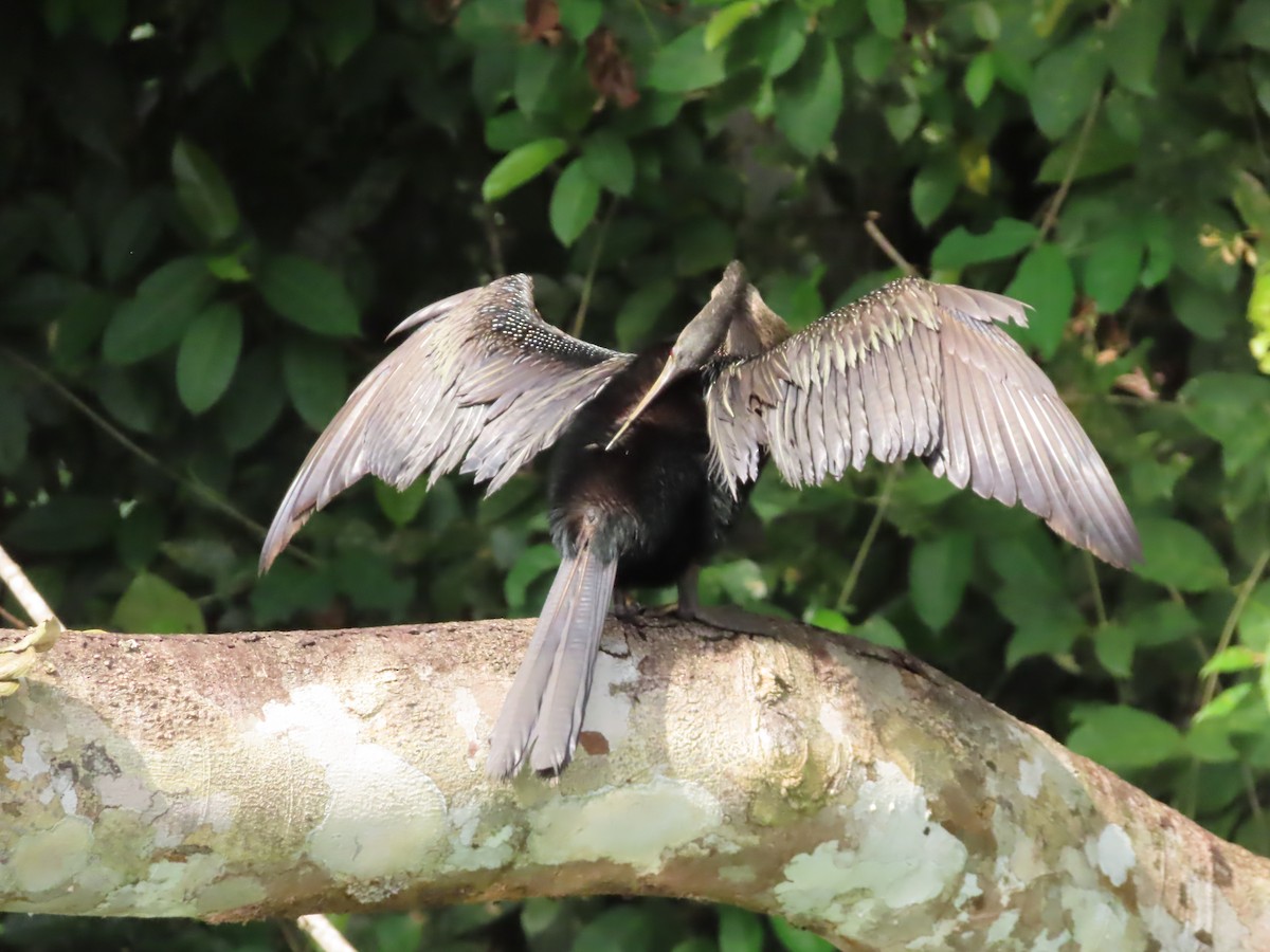 Anhinga Americana - ML616437746