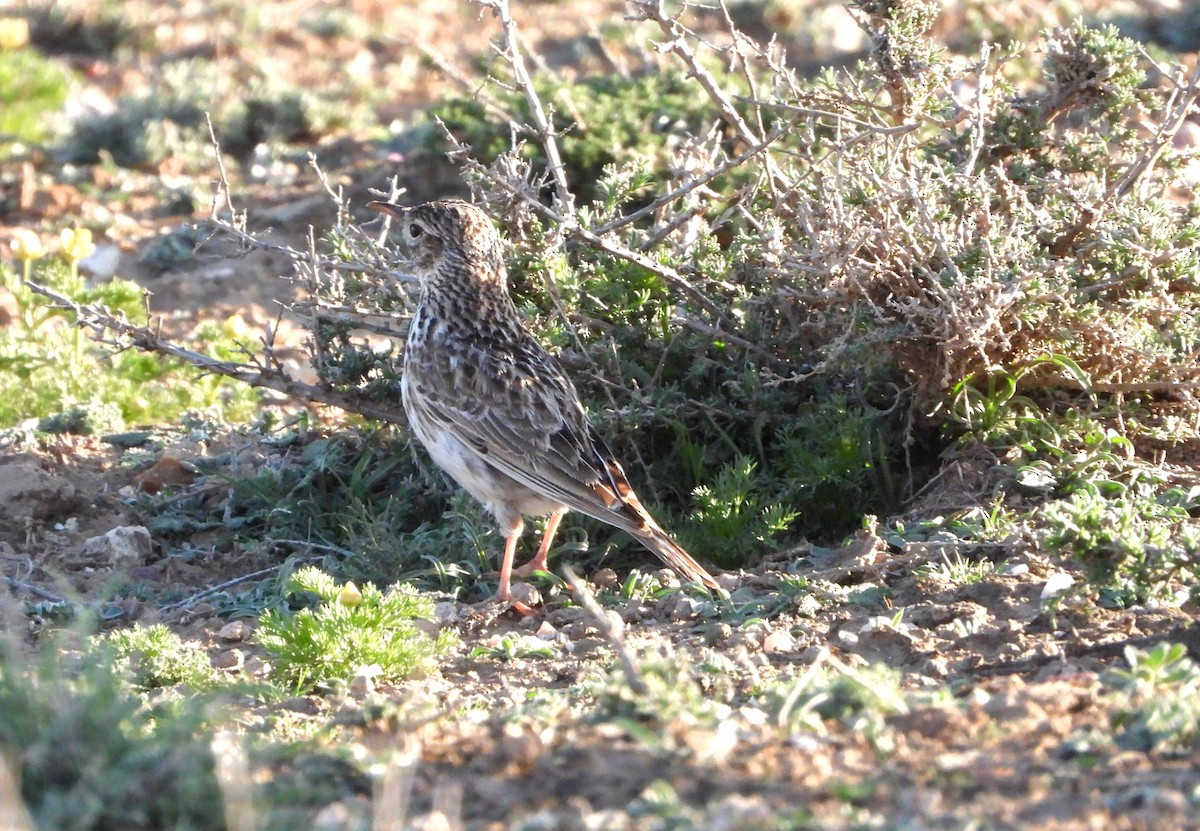 Dupont's Lark - ML616437751