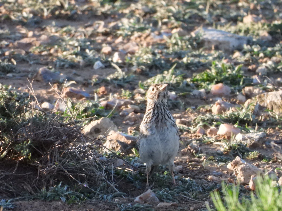 Dupont's Lark - ML616437752