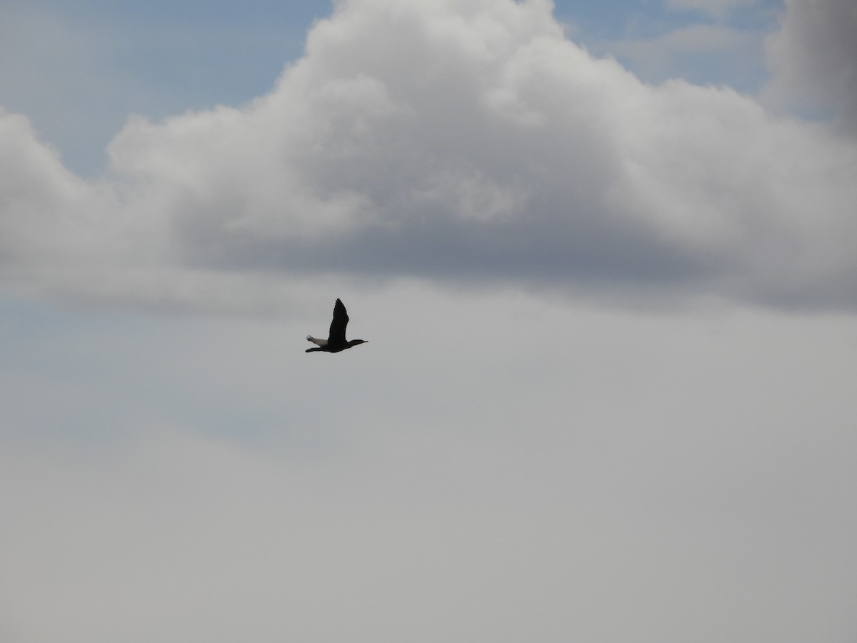 Double-crested Cormorant - ML616437754