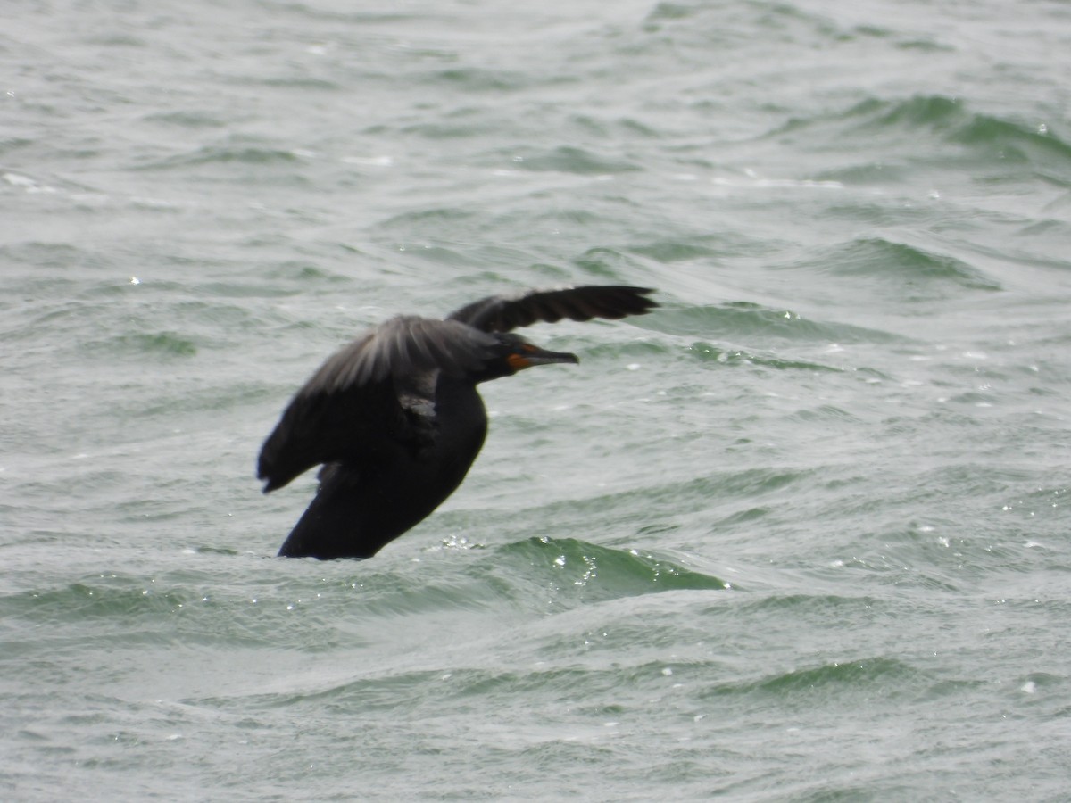 Cormorán Orejudo - ML616437757