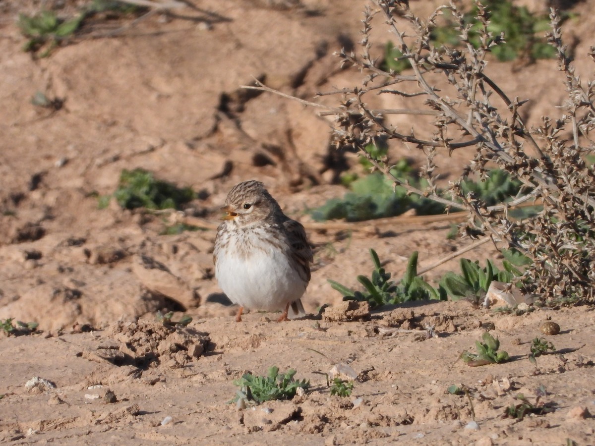 Mediterranean Short-toed Lark - Jon Iratzagorria Garay