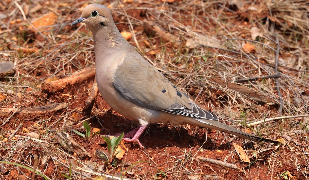 Mourning Dove - ML616437810