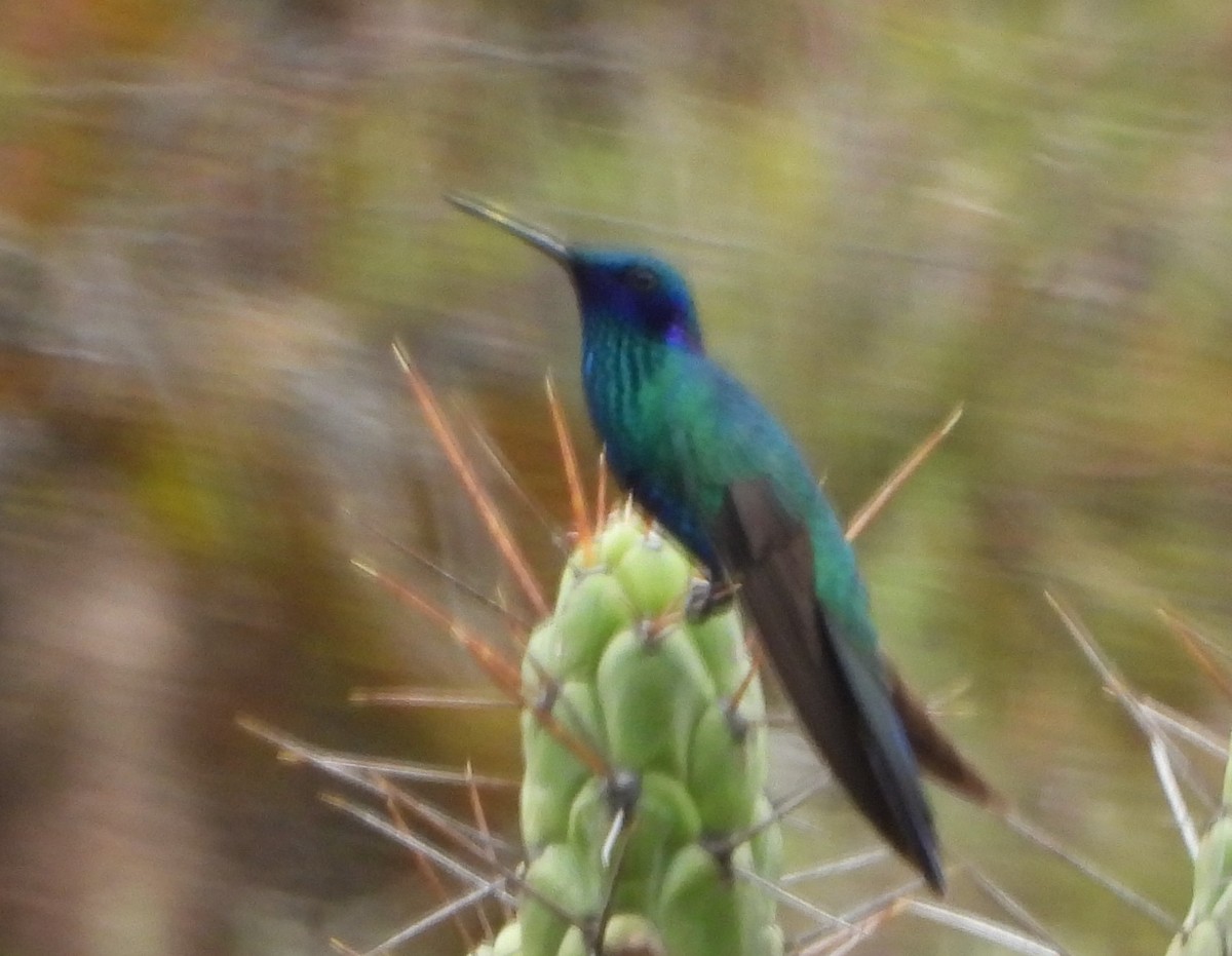 fiolørekolibri - ML616437811