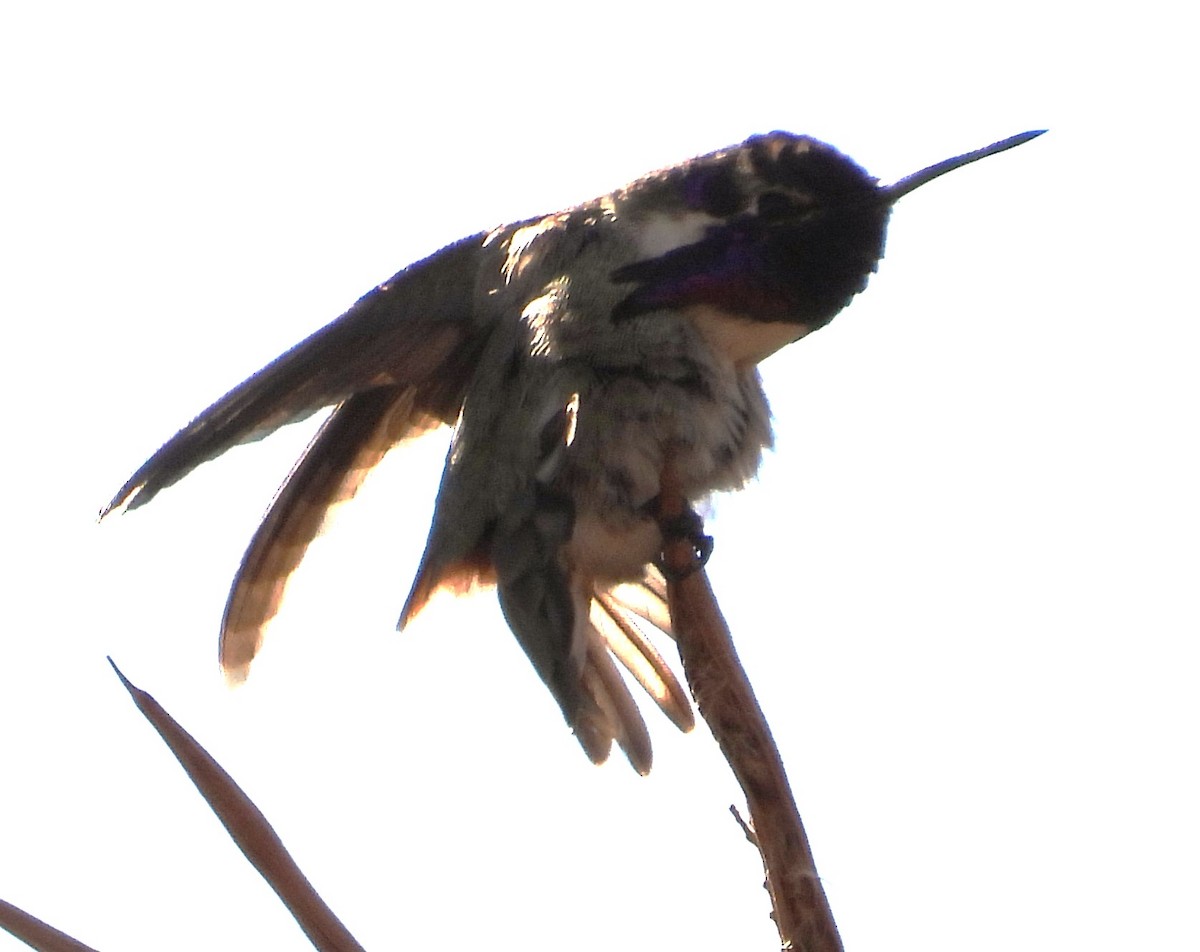 Costa's Hummingbird - ML616437814