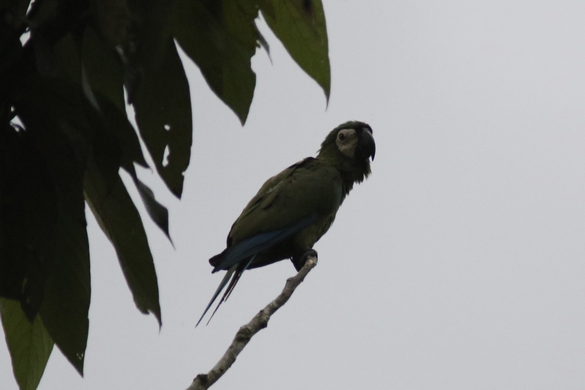Chestnut-fronted Macaw - ML616437816