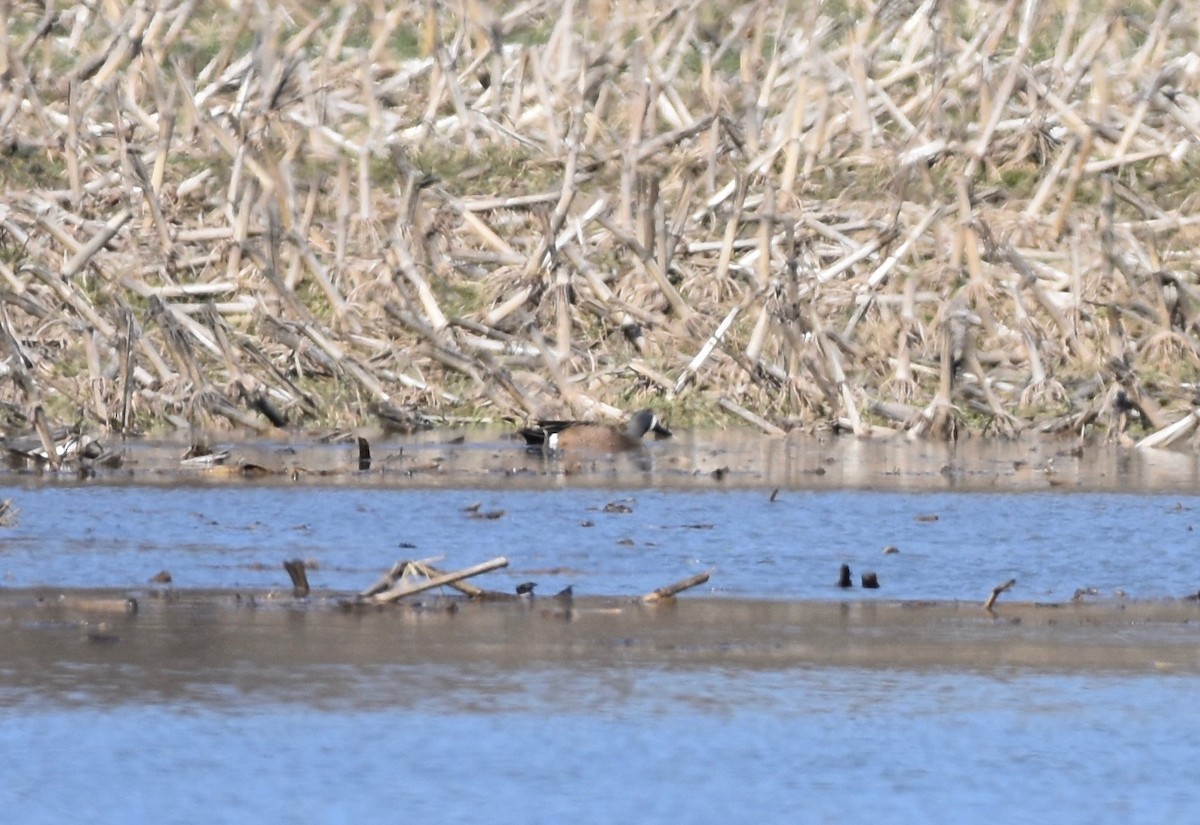 Blue-winged Teal - Patricia Zucco