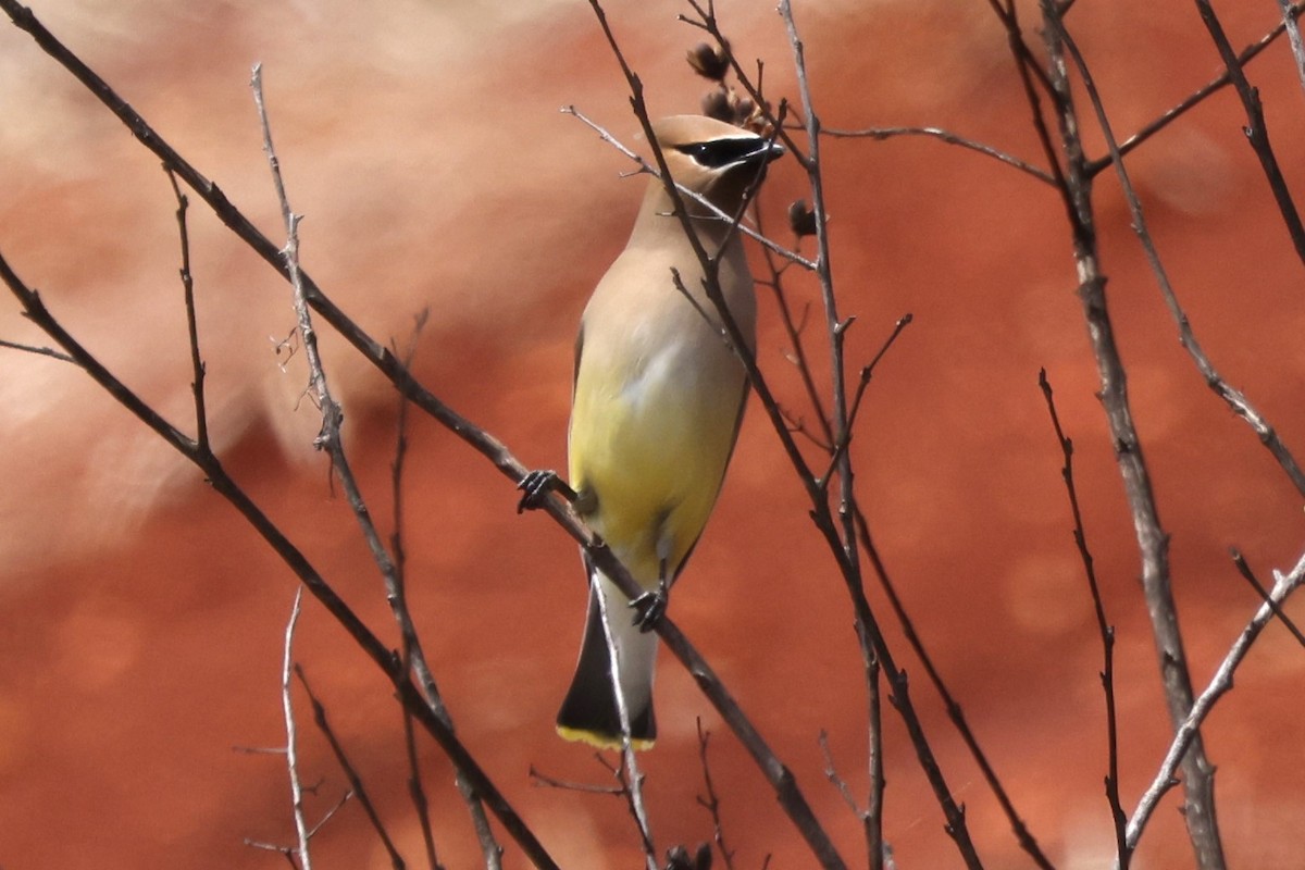 Cedar Waxwing - ML616437837