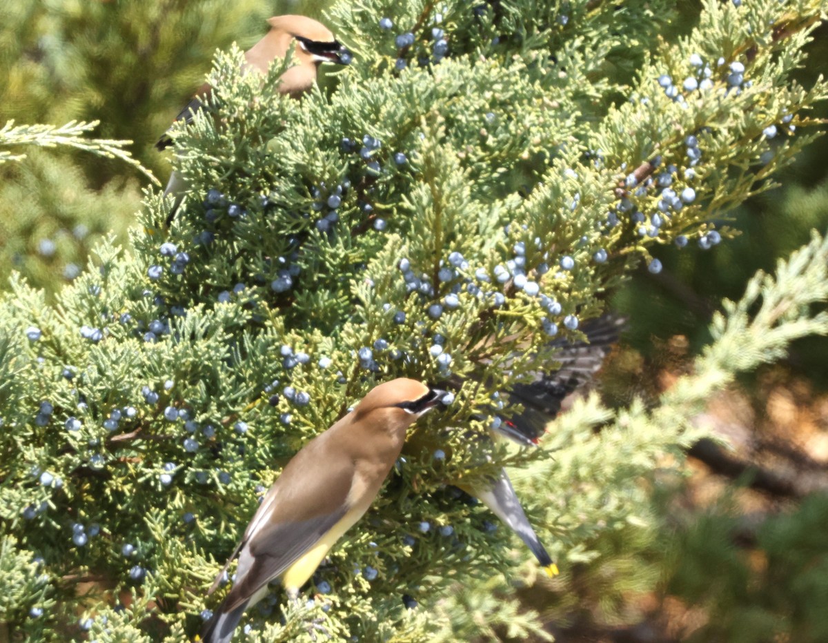 Cedar Waxwing - ML616437838