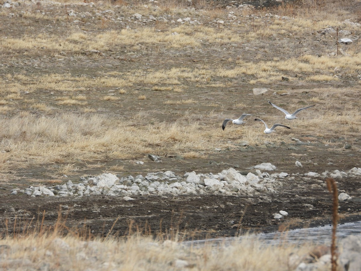 Ring-billed Gull - Shawn McCormick