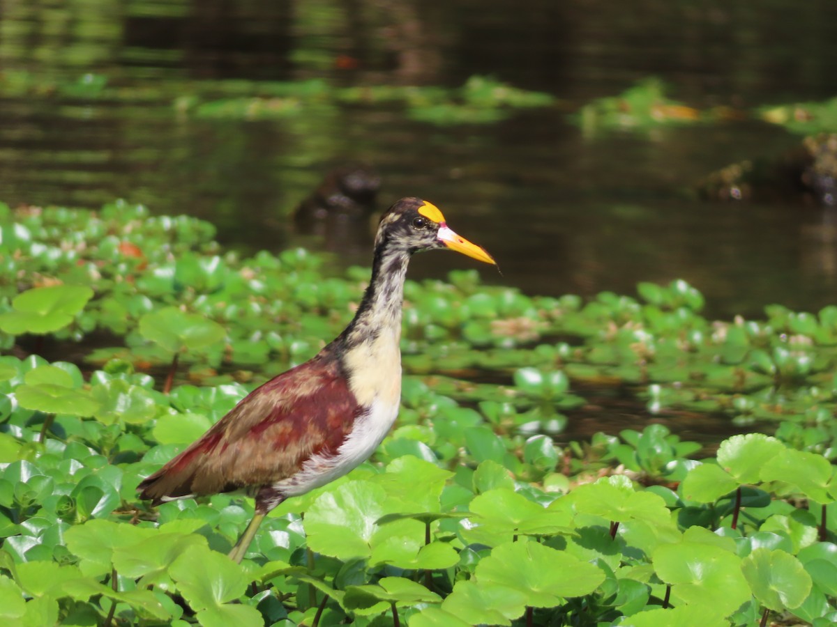 Jacana du Mexique - ML616437873