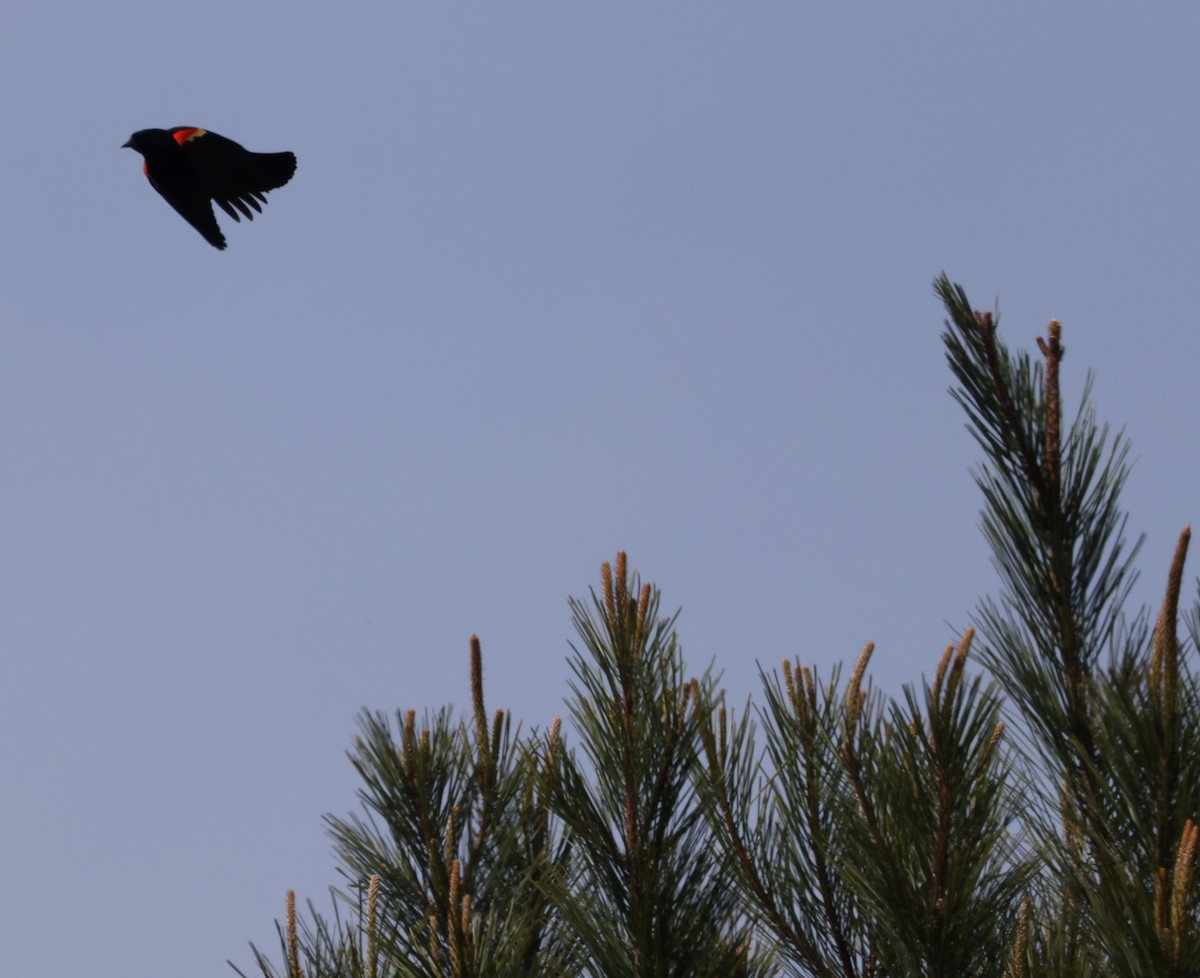 Red-winged Blackbird - ML616437890
