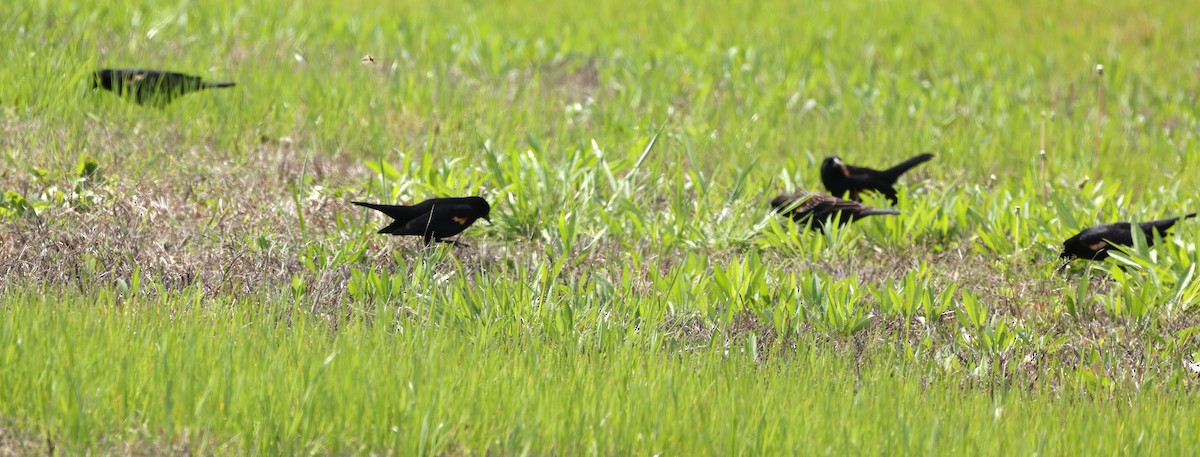 Red-winged Blackbird - ML616437891