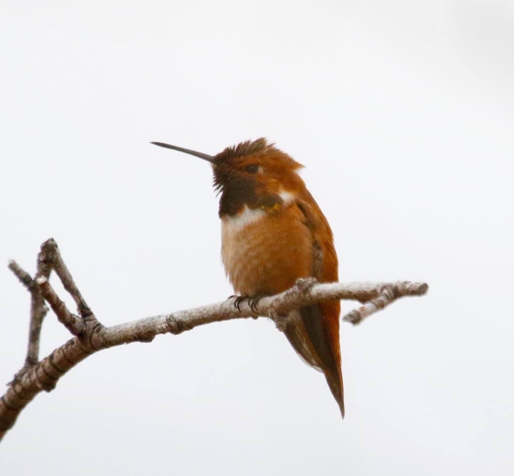 Rufous Hummingbird - ML616437907