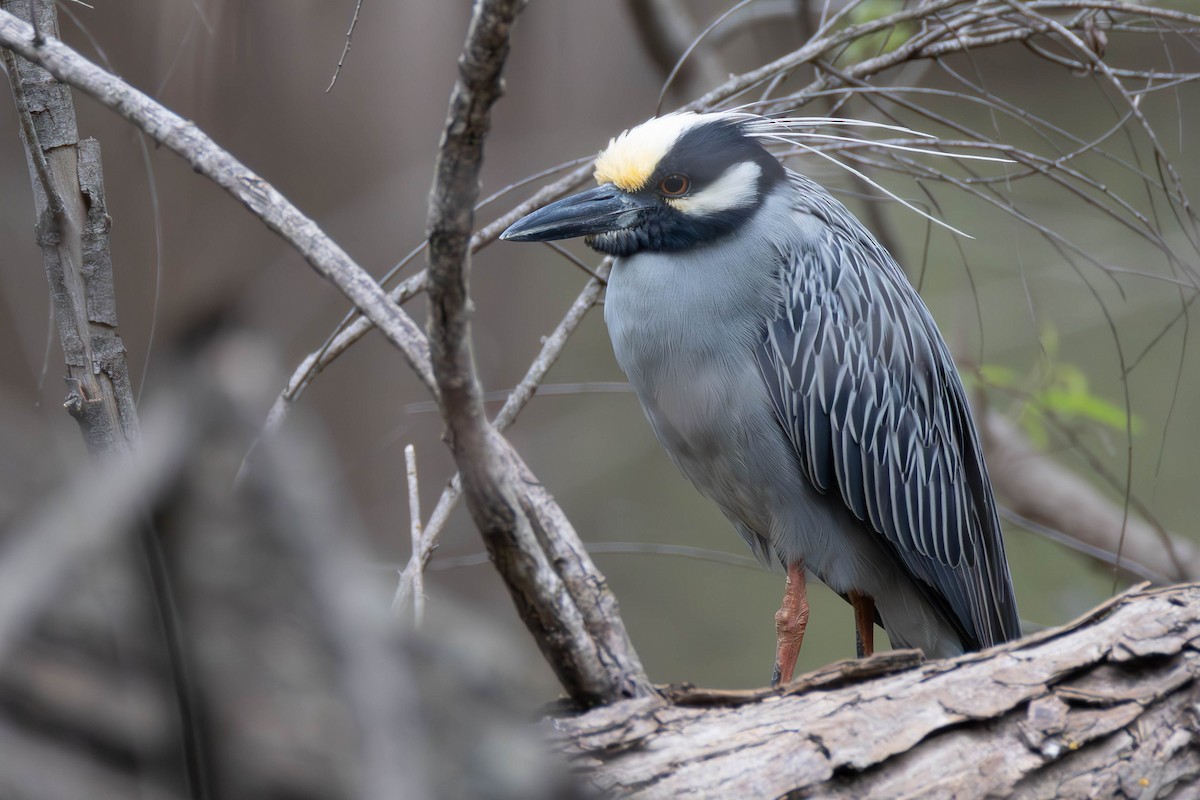 Yellow-crowned Night Heron - ML616437932