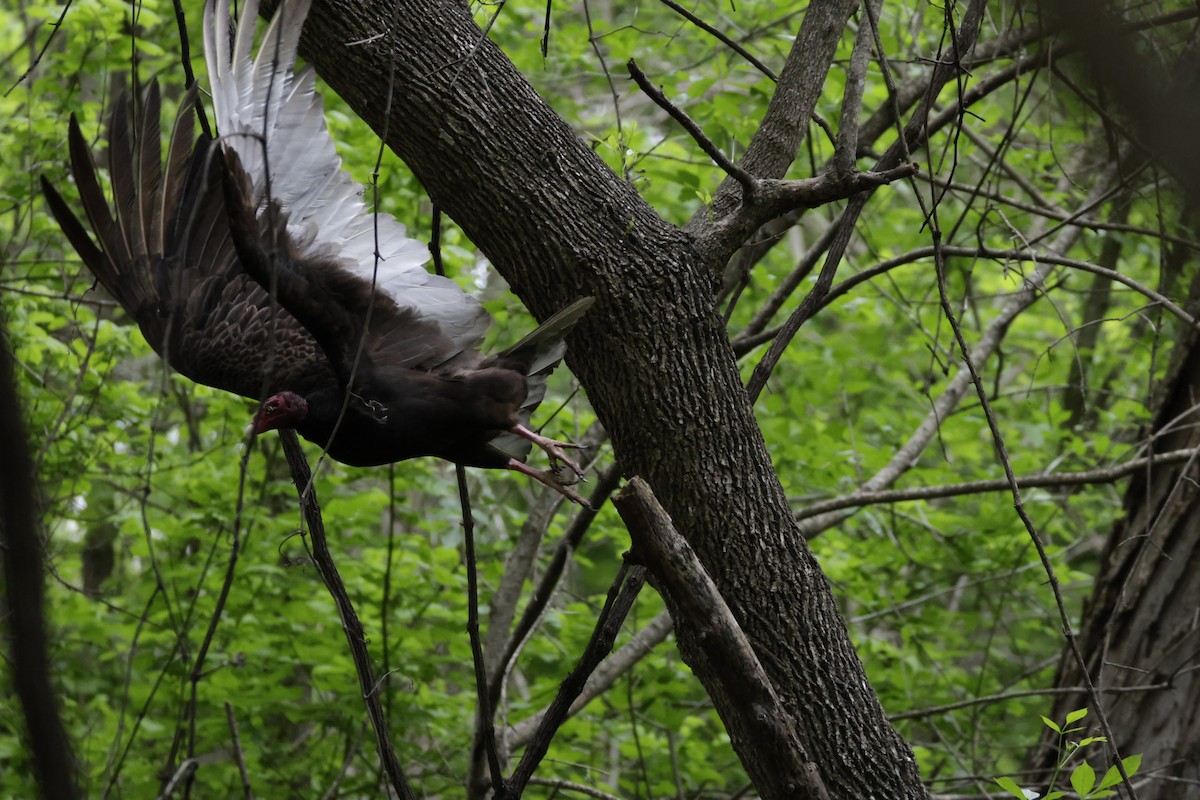 Turkey Vulture - ML616437949